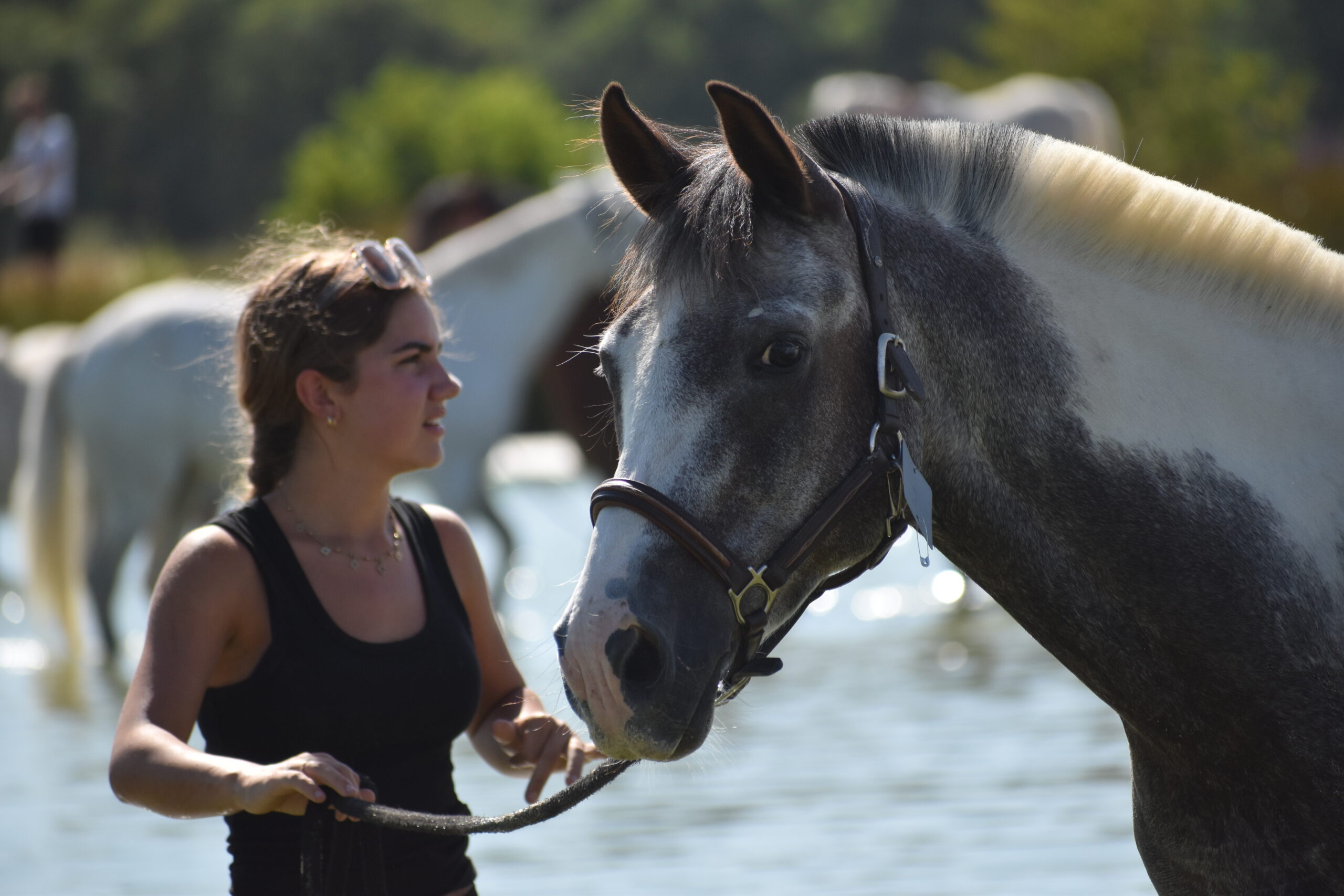 EQUITATION COMPETITION CONCOURS CSO CENTRE EQUESTRE PONEY CLUB ALENTOURS CABOURG, DIVES SUR MER, HOULGATE, DOZULE, TROARN, ARGENCES<br />
championnat de france